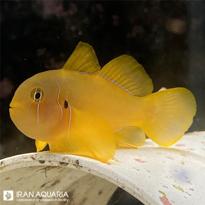 گوبیدون زرد ( citrinus goby)