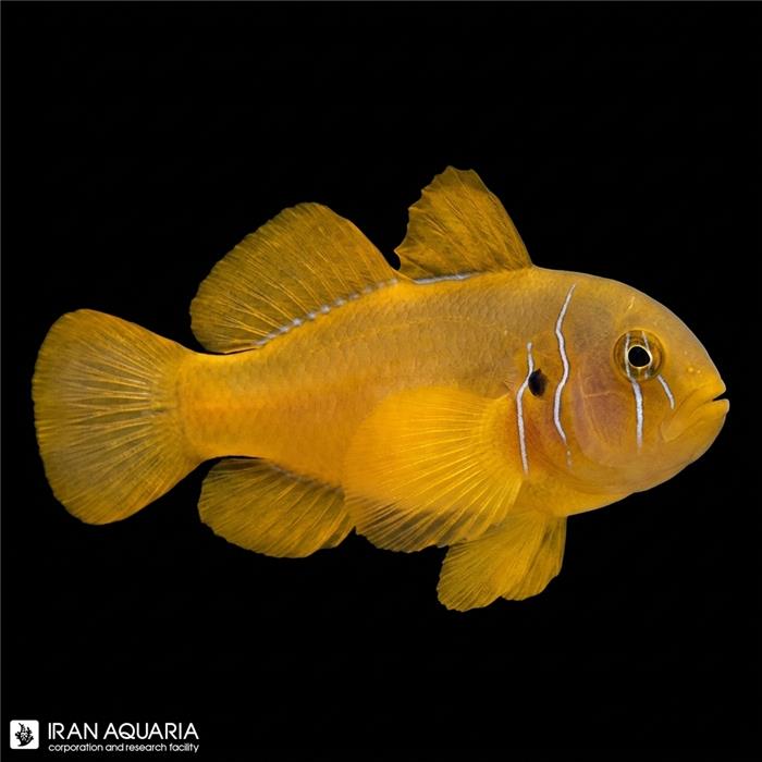 گوبیدون زرد ( citrinus goby)