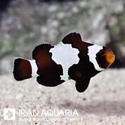دلقک ماهی میدنایت لایتنینگ ( midnight lightning clownfish )