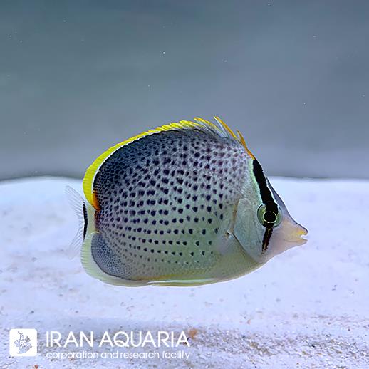 پروانه ماهی پپرد (Chaetodon Pepper)