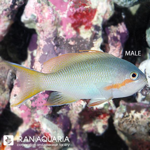 آنتیاس هوچی سبز (Pseudanthias Hutchii)