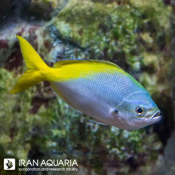 فاسیلیر پیسانگ (Caesio Pisang)