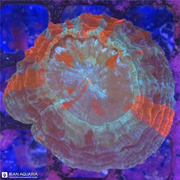 دونات (Acanthophyllia deshayesiana sp)