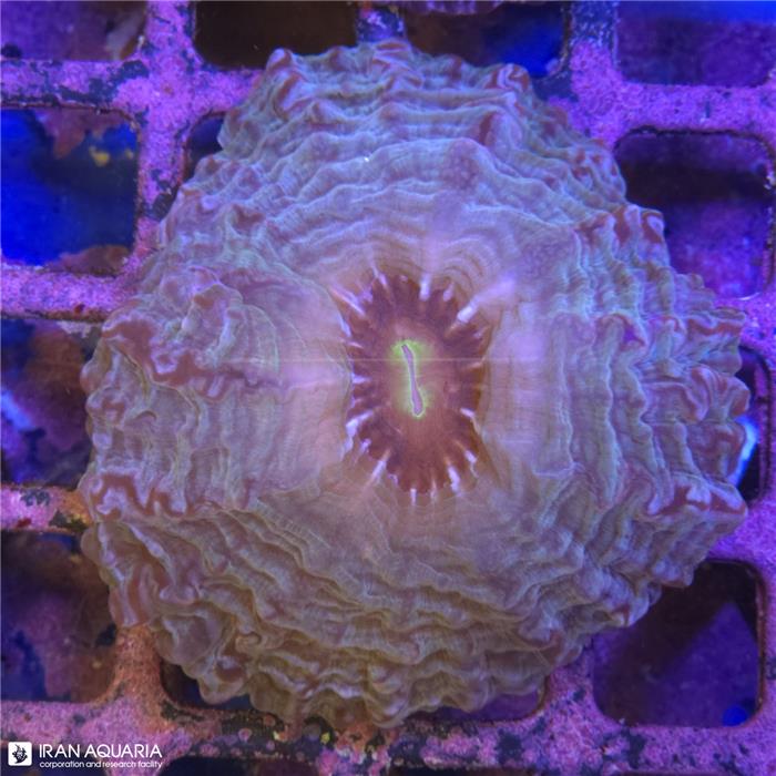 سینارینا (Cynarina lacrymalis sp)