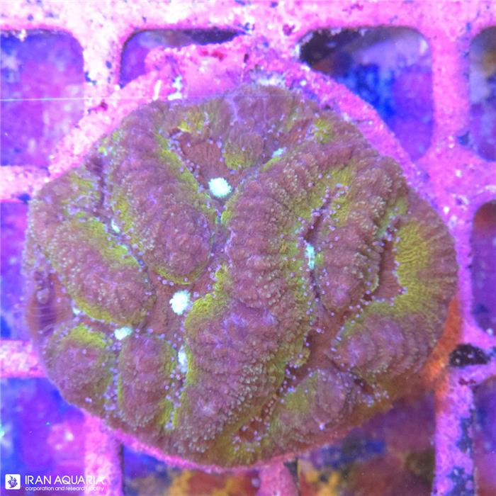 سیمفیلیا برین (Symphyllia sp)