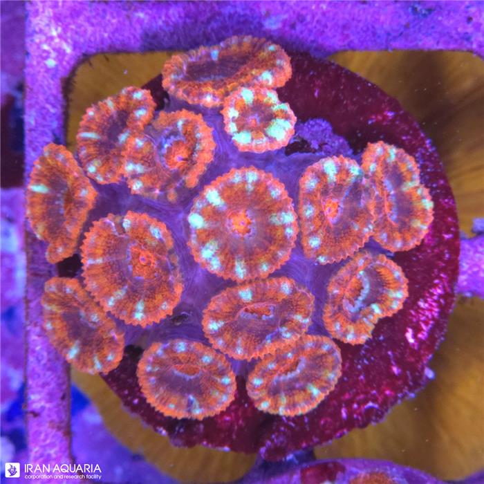 ایکن لرد (Micromussa lordhowensis sp)