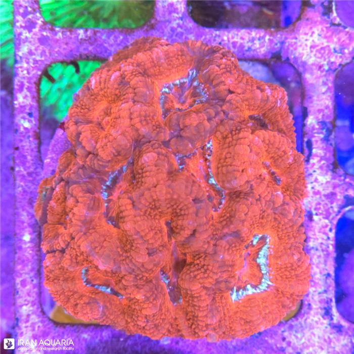 ایکن لرد (Micromussa lordhowensis sp)