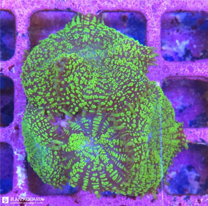 ماشروم روداکتیس سبز (Rhodactis sp)