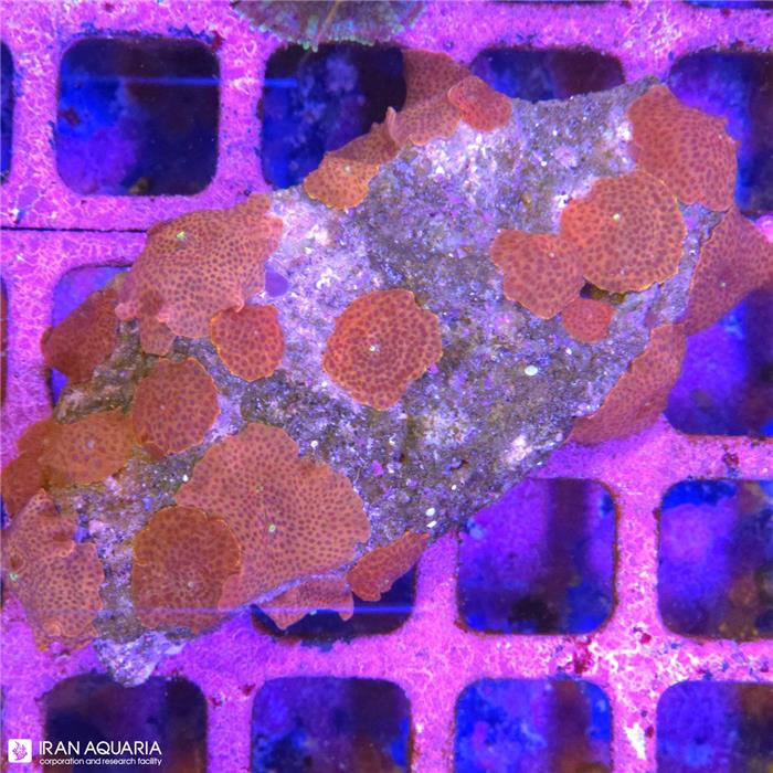  ماشروم دیسکوسوما بلک اسپات (Discosoma sp)