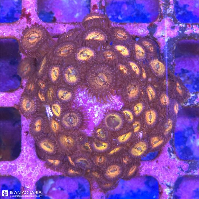 پلیپ زوانتوس دهن نارنجی زرد (Zoanthus sp)