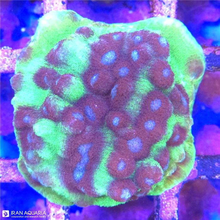 مایسیدیوم چشم آبی (Mycedium sp)