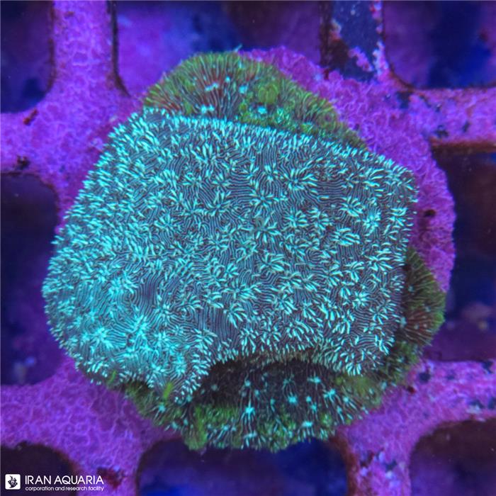 پاوانا سبز (Pavana sp)