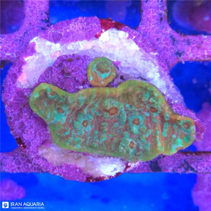 اوکسی پورا (Oxypora sp)