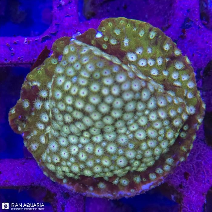 سیفاستریا طلایی (cyphastrea sp)
