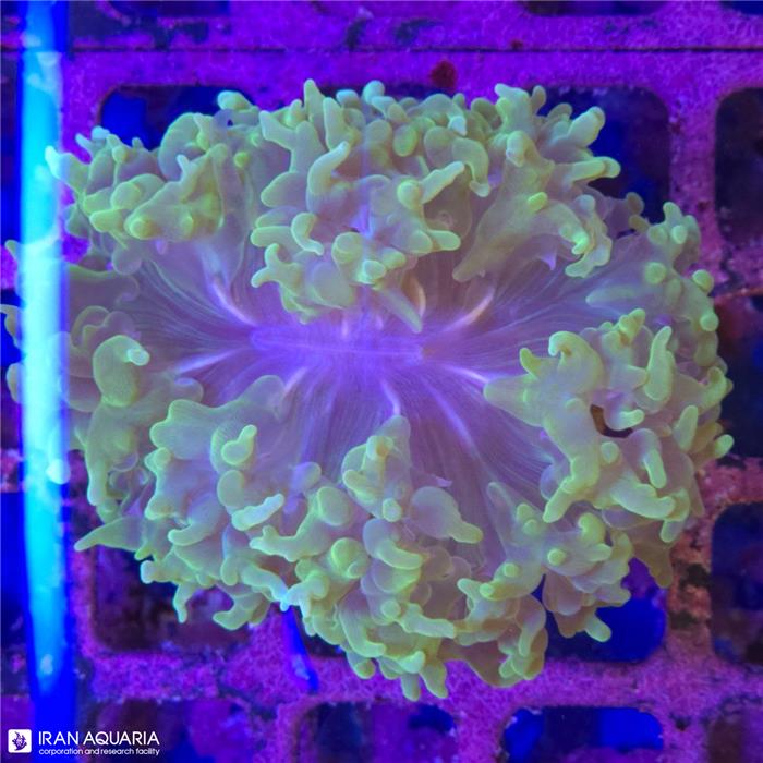  پرل بابل (Bubble Coral)