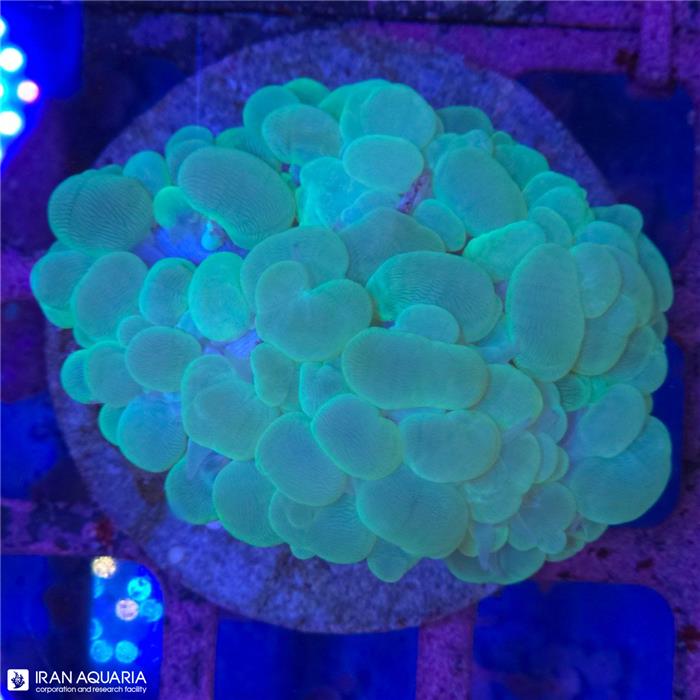 بابل سبز (Bubble Coral)