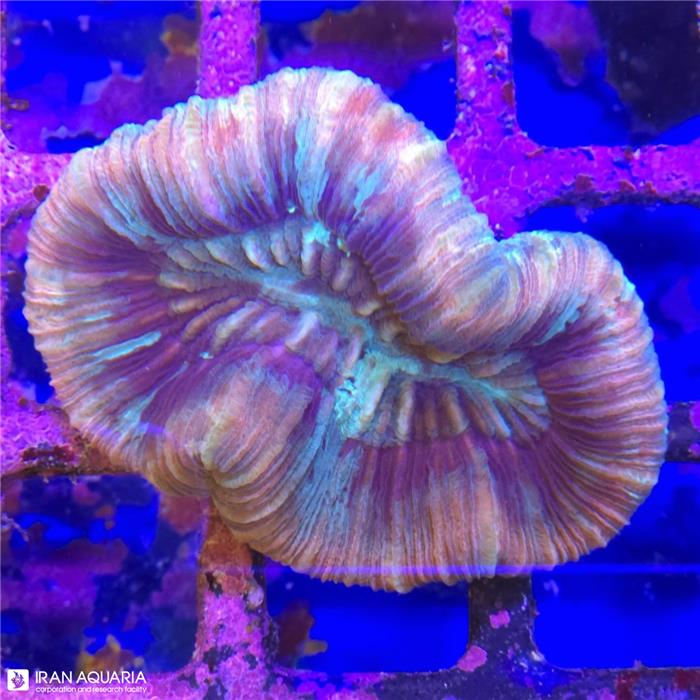 اوپن برین (Open Brain)