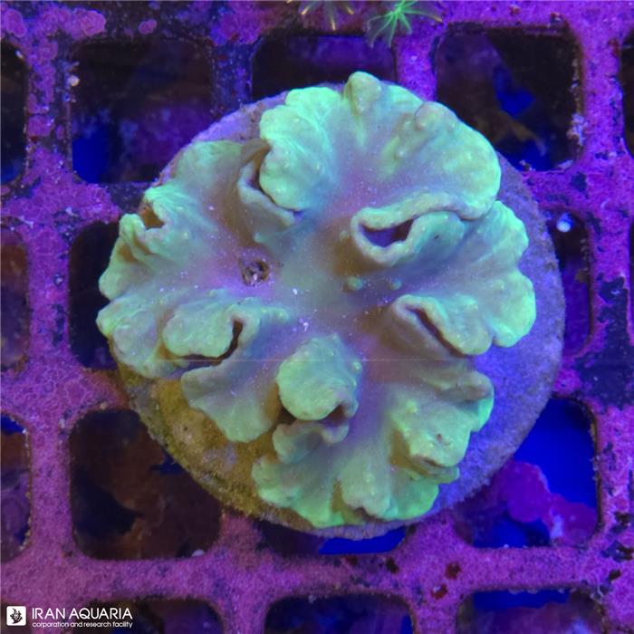 سارکوفیتون (sarcophyton)