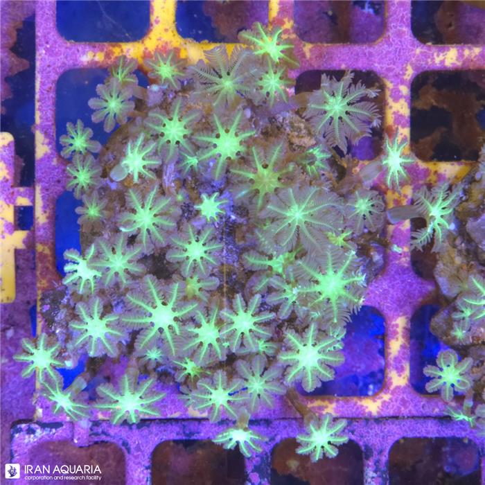 پلیپ کلاو (Clavularia sp)