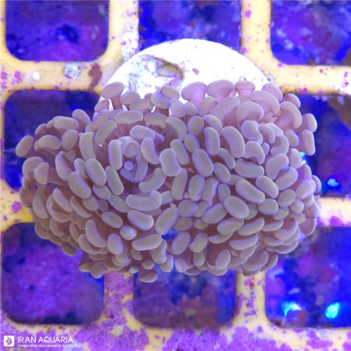 برنچینگ همر (Branching Hammer)