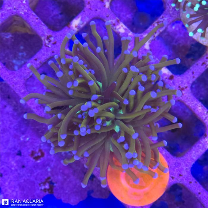 برنچینگ تورچ (Branching Torch)