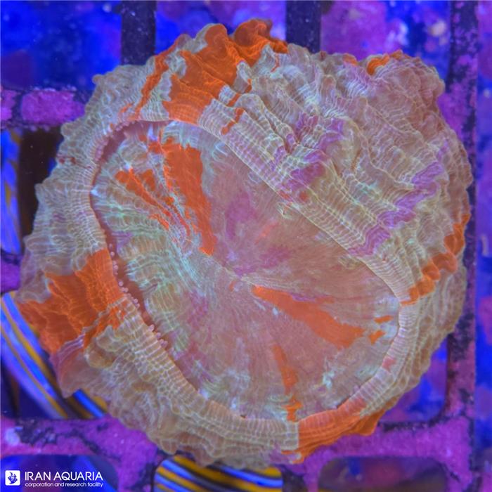 دونات (Acanthophyllia deshayesiana sp)