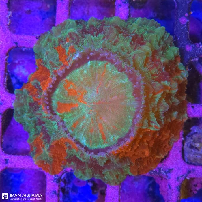 دونات (Acanthophyllia deshayesiana sp)