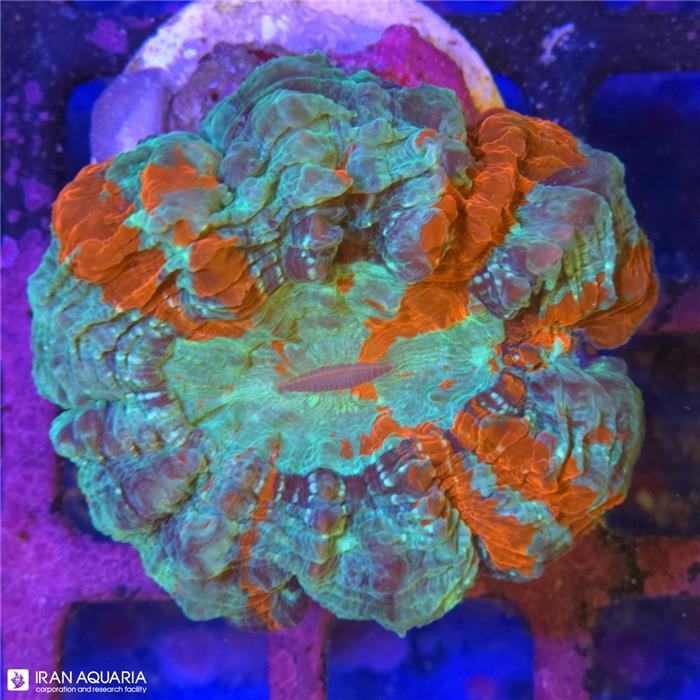 دونات (Acanthophyllia deshayesiana sp)