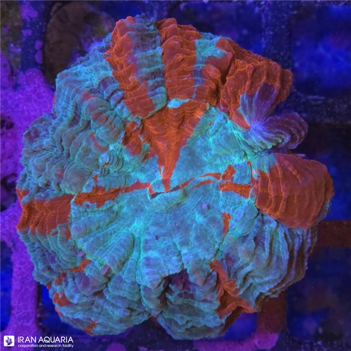 دونات (Acanthophyllia deshayesiana sp)