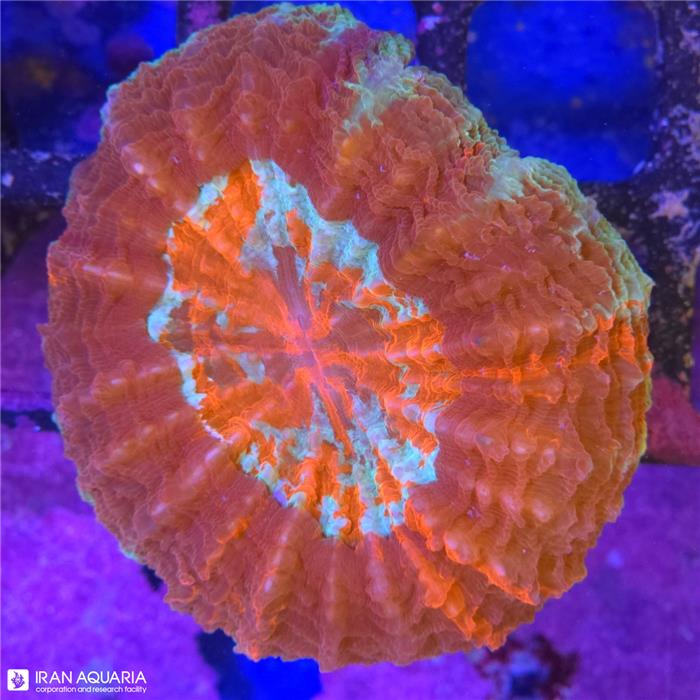 دونات (Acanthophyllia deshayesiana sp)