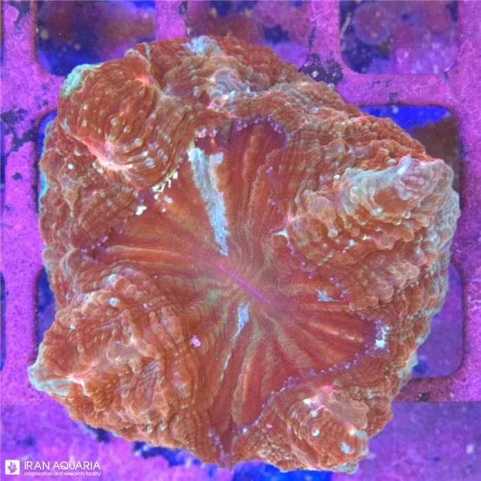 دونات (Acanthophyllia deshayesiana sp)