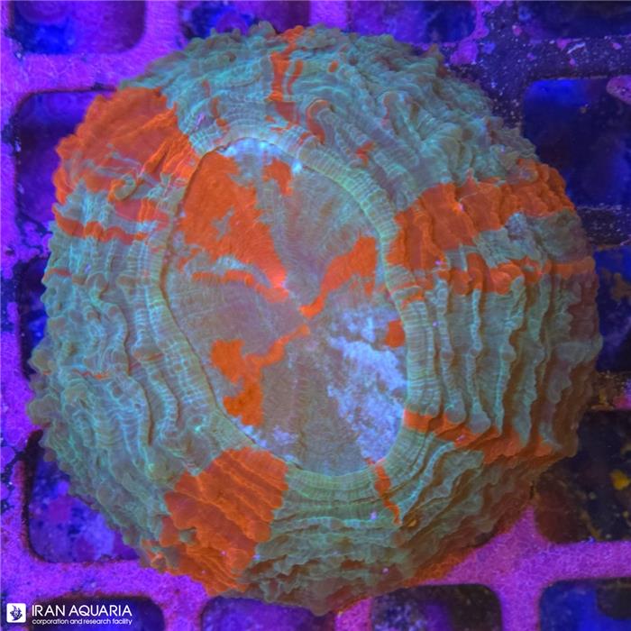 دونات (Acanthophyllia deshayesiana sp)