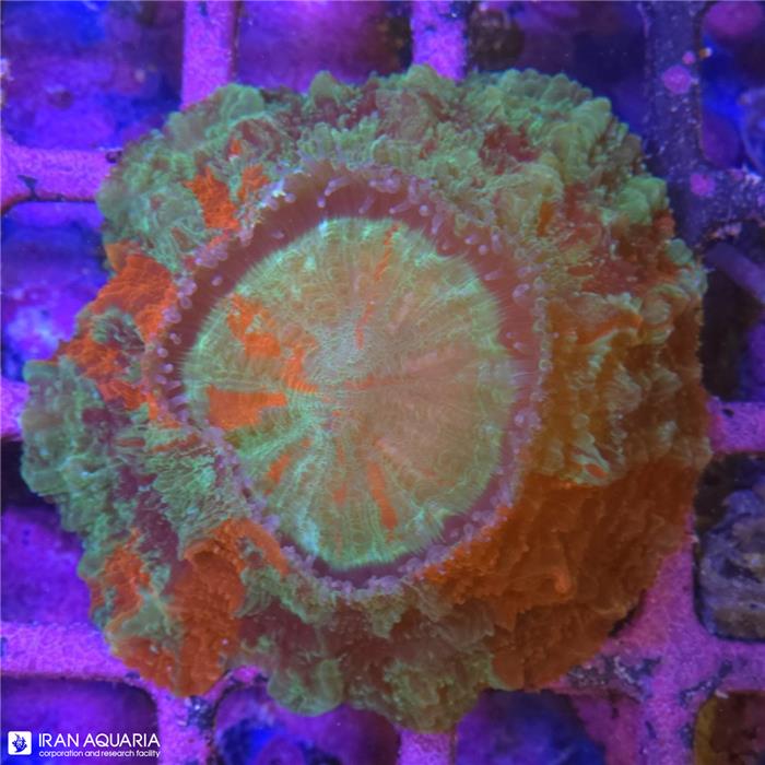 دونات (Acanthophyllia deshayesiana sp)