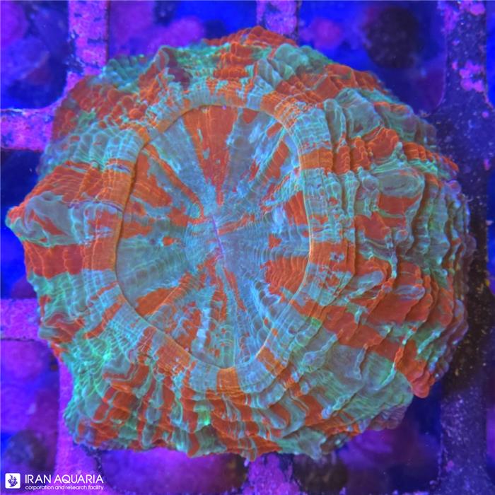 دونات (Acanthophyllia deshayesiana sp)