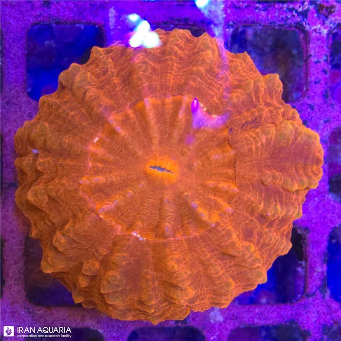 دونات (Acanthophyllia deshayesiana sp)