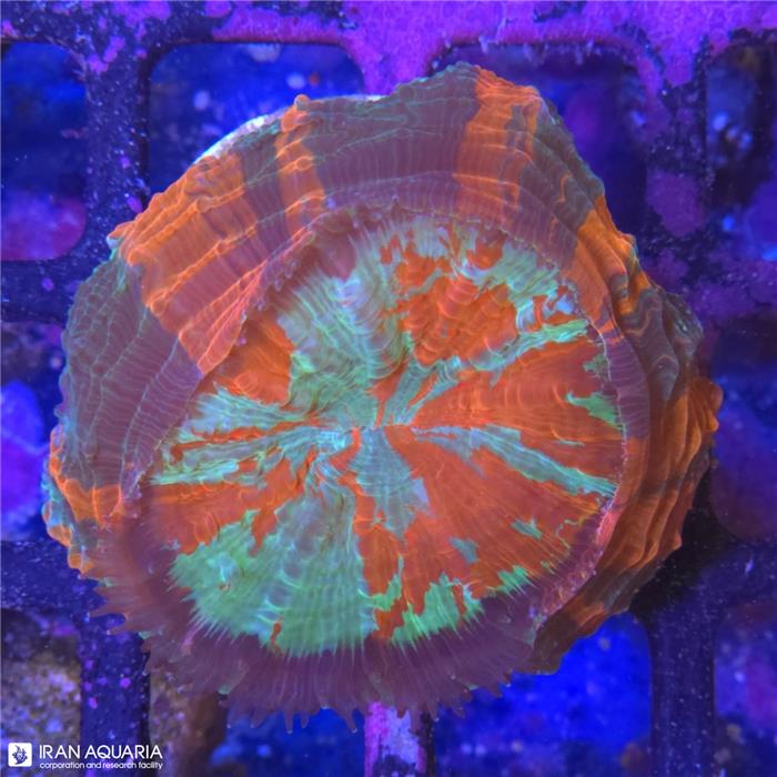 دونات (Acanthophyllia deshayesiana sp)