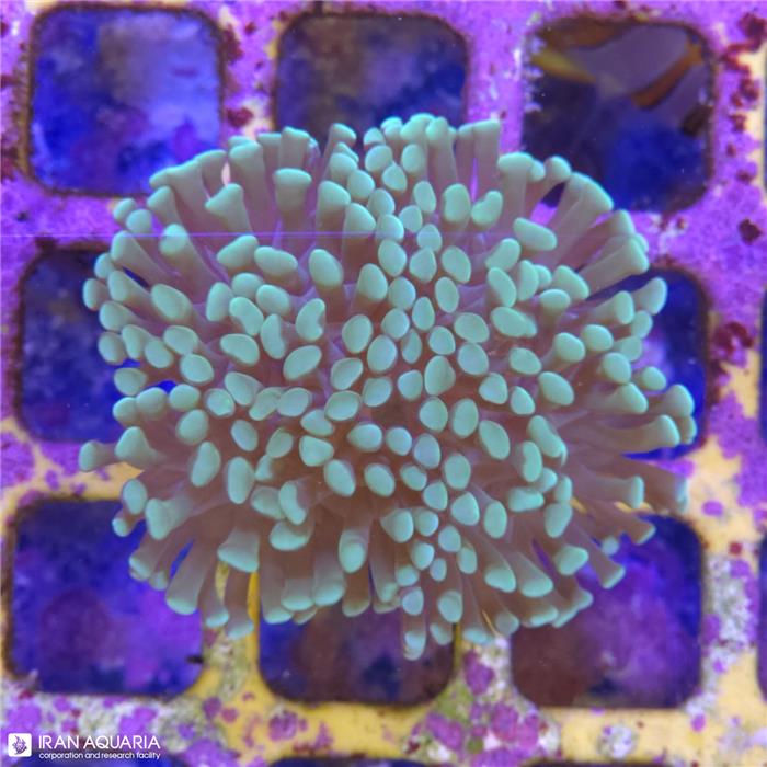 برنچینگ همر  (Branching Hammer)