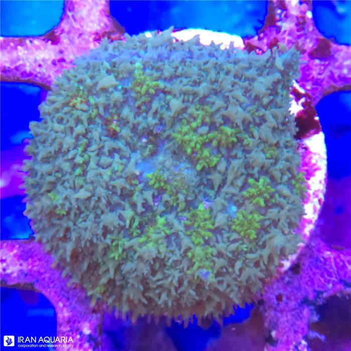 ماشروم روداکتیس سبز (Mushroom Coral)