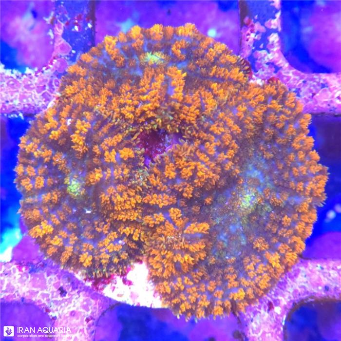 ماشروم روداکتیس نارنجی (Mushroom Coral)