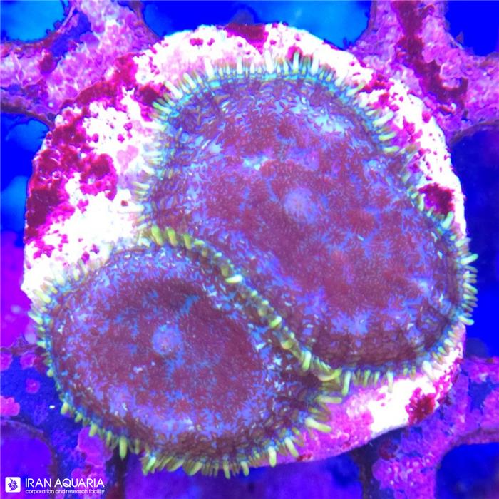 ماشروم روداکتیس رینگ سبز (Mushroom Coral)