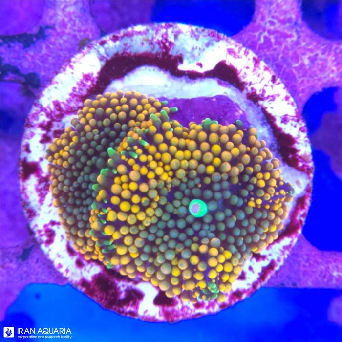 ماشروم ریکوردیا فلوریدا نارنجی  (Mushroom Coral)