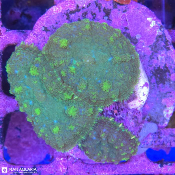 ماشروم روداکتیس سبز_بونس (Mushroom Coral)