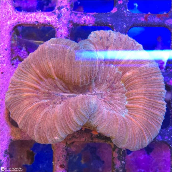 اوپن برین (Open Brain)