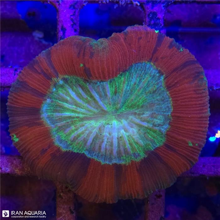 اوپن برین (Open Brain)