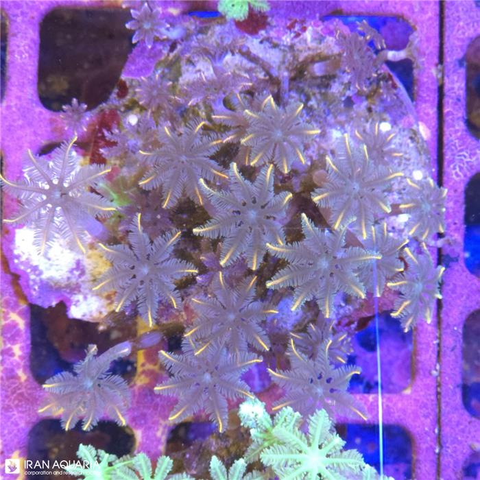 پلیپ کلاو (Clavularia sp)