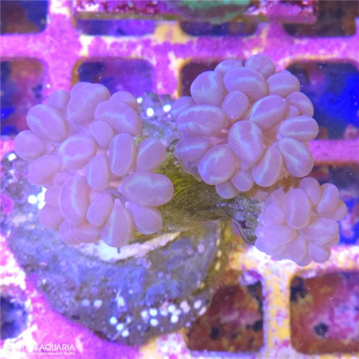 برنچینگ بابل (Plerogyra simplex sp)