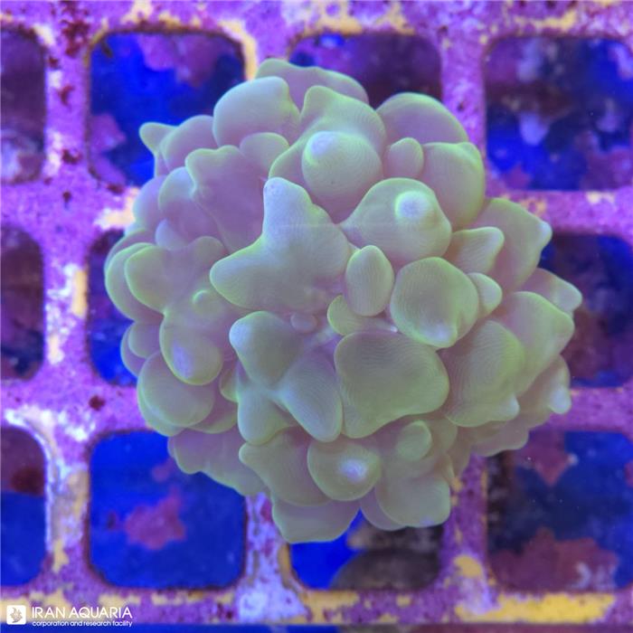 پرل بابل (Bubble Coral)