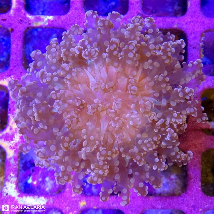 وال فرگ اسپان (Wall frogspawn)