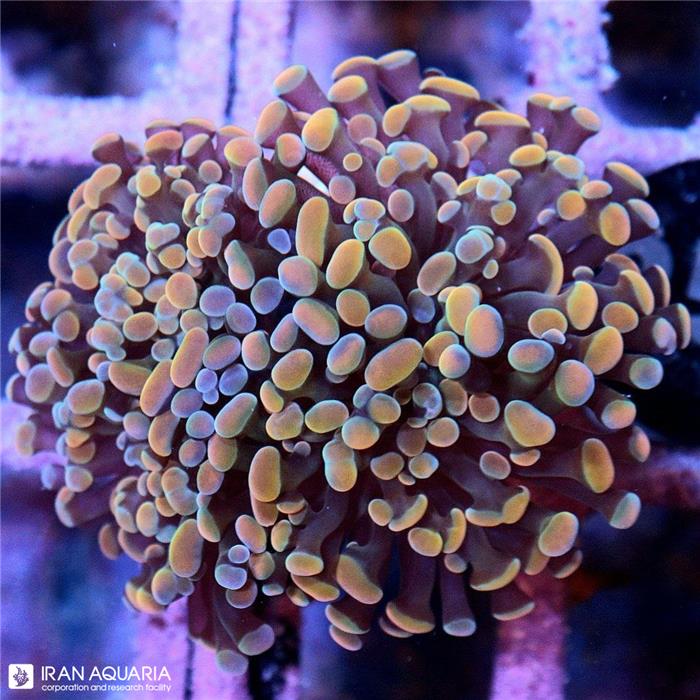 پرل همر نارنجی هیبرید(HammerCoral)