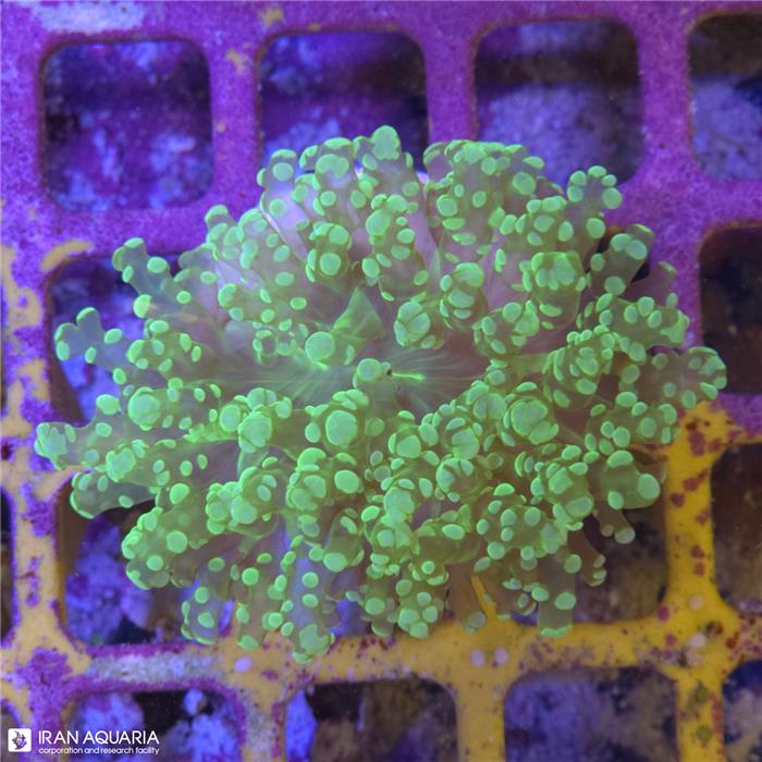 وال فرگ اسپان (Wall frogspawn)